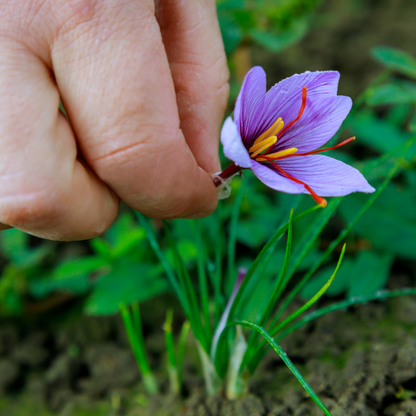 Premium Kashmiri Pure Saffron – Handpicked from Kashmir (0.5 Grams)